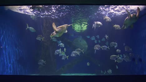 Meeresschildkröten-Ausstellung-Im-Virginia-Beach-Aquarium