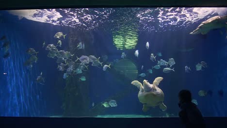 Kinder-Genießen-Die-Meeresschildkrötenausstellung-Im-Virginia-Beach-Aquarium