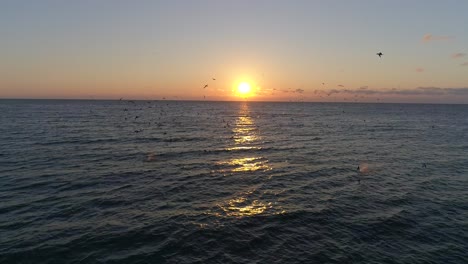 Drone-footage-of-a-flock-of-birds-diving-into-the-ocean-to-catch-fish-with-a-beautiful-sunrise-horizon