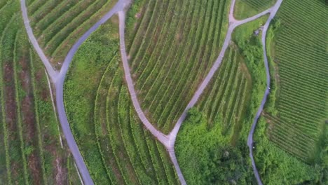 Rotating-overhead-shot-of-grape-vine-field-with-foot-paths-in-Schriesheim-Germany