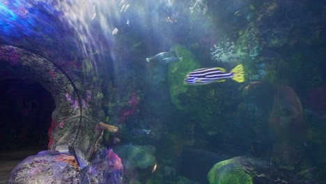 Der-Tunneleingang-Des-Virginia-Beach-Aquariums-Mit-Stachelrochen-Und-Einer-Vielzahl-Von-Fischen