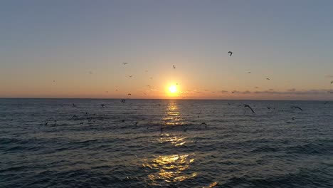Video-Eines-Ruhigen-Ozeanhorizonts-Mit-Dem-Sonnenuntergang-In-Der-Mitte-Und-Vielen-Vögeln,-Die-In-Der-Szene-Fliegen
