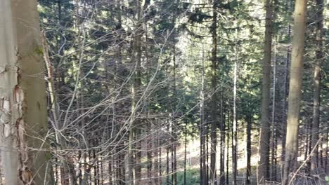 Panning-view-of-dense-woodland-on-a-mountain-in-Germany-during-a-sunny-winter-day