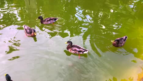 Family-of-ducks-swimming-around-in-a-green-pond-in-a-park-in-Monaco,-Monte-Carlo-nature