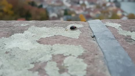 Black-ladybug-walking-over-stone-wall-with-city-blurred-in-the-background