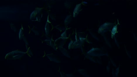 Tuna-swarm-in-a-large-aquarium