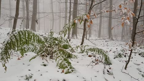 Close-up-view-of-fern-and-small-branch-with-leaves-moving-in-snow-covered-German-forest