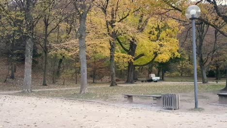Herbstlaub-Fällt-Von-Den-Bäumen-Neben-Dem-Grasbewachsenen-Sitzbereich