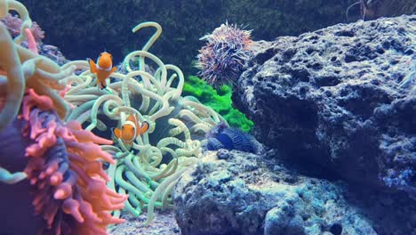 Zwei-Clownfische-Spielen-In-Ihrem-Lebensraum-Die-Anemone-In-Einem-Aquarium
