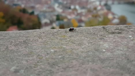 View-of-black-ladybug-walking-on-stone