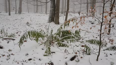 View-from-a-distance-of-fern-and-small-branch-with-leaves-moving-in-snow-covered-woodland-in-Europe,-Germany