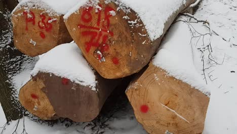 Close-up-of-snow-covered-tree-logs-laying-on-forest-ground-in-Germany,-Europe