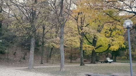 Blätter-Der-Herbstsaison-Fallen-Von-Bäumen-Auf-Den-Boden