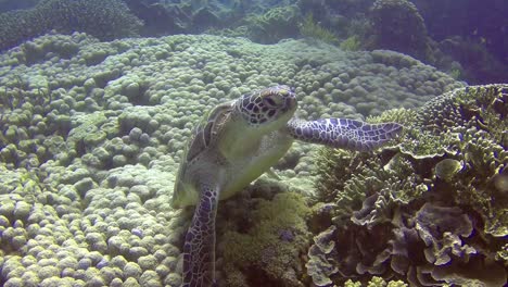 Eine-Karettschildkröte,-Die-Sich-Auf-Harten-Korallen-In-Der-Standort-Pulau-Siaba-Besar-In-Komodo,-Indonesien,-Entspannt