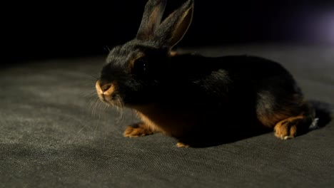 Cute-Young-Black-Tan-Rabbit-Close-Up-Wiggling-Nose-Curiously-Sniffing-On-A-Dark-Black-Studio-Background