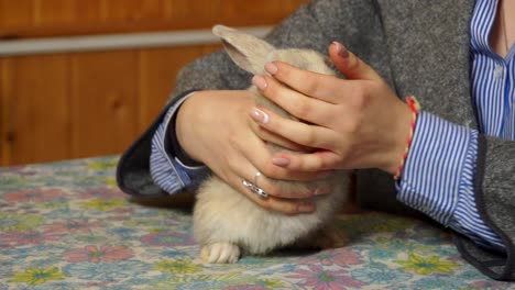 Pet-Owner-Holding-Cute-Fluffy-White-And-Grey-Rabbit-On-Vet-Table