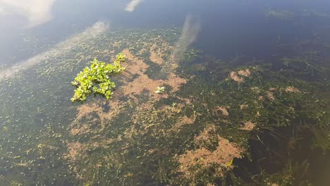 Water-plants-growing-under-and-above-the-surface,-lake-Toho-Kissimmee-Florida