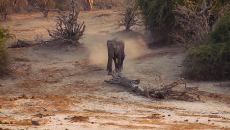 Elephant-running-towards-camera-during-sunset-in-Botswana