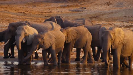 A-herd-of-elephants-drinking-water-from-a-river-during-the-sunset-in-Botswana