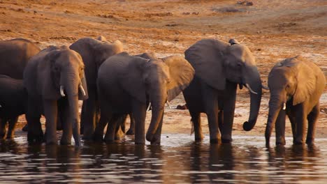 A-family-of-elephants-drinking-water-from-Chobe-river-in-Botswana