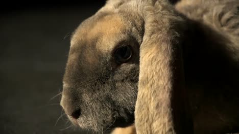 Extreme-Nahaufnahme-Grau-Lop-Kaninchen-Gesicht-Zuckend-Seine-Nase-Auf-Einem-Schwarzen-Studiohintergrund