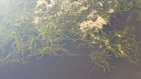 Water-plants-growing-under-water-in-lake-Toho,-Kissimmee-Florida