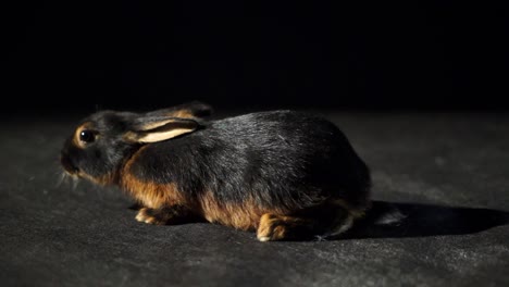 Cute-Tan-Rabbit-Close-Up-Wiggling-Nose-Curiously-Sniffing-On-A-Dark-Black-Studio-Background