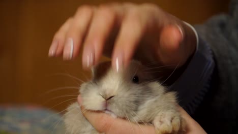 Pet-Store-Vet-Checking-White-Fluffy-Rabbits-Teeth