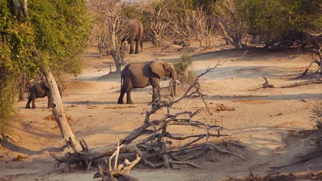 Elephant-walking-among-bushes-in-slow-motion-in-the-savanna-of-Botswana