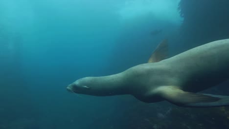 playful-and-curious-sea-lion-doing-a-full-circle-around-the-camera,-California,-USA