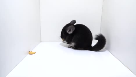 Close-up-of-a-black-chinchilla-eating-and-hopping-in-white-miniature-room