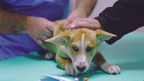 Dog-vaccination-in-a-veterinary-practice