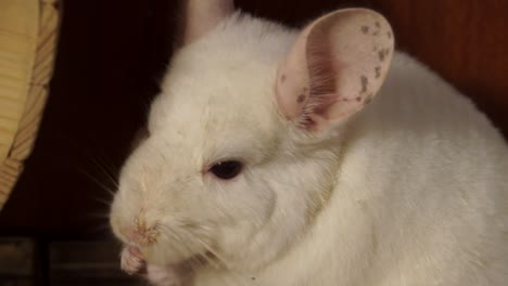 Panning-Up-from-Tail-to-Face-A-Cute-White-Baby-Chinchilla-Pet-Sitting-Up-In-Its-Cage-Munching-On-Food-With-Black-Eyes-And-Large-Pink-Ears