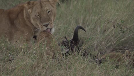 Lioness-and-cubs-eating,-Masai-Mara,-Kenya