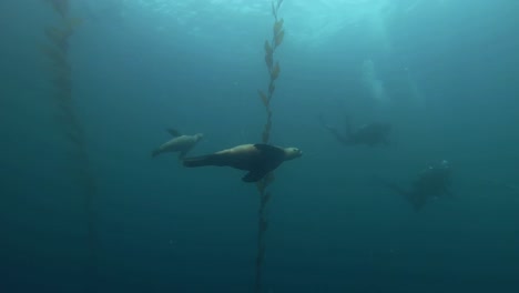 Seelöwen-Grüßen-Taucher-Und-Spielen-Mit-Luftblasen-Im-Golf-Von-Kalifornien,-Usa,-Zalophus-Californianus