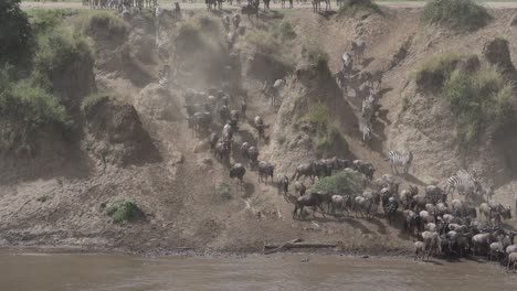 Wildebeest-crossing-Mara-River-during-the-Great-Migration-in-the-Masai-Mara,-Kenya,-Africa