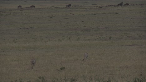 Two-cheetahs-stalking-a-herd-of-wildebeest-in-Masai-Mara,-Kenya,-Africa