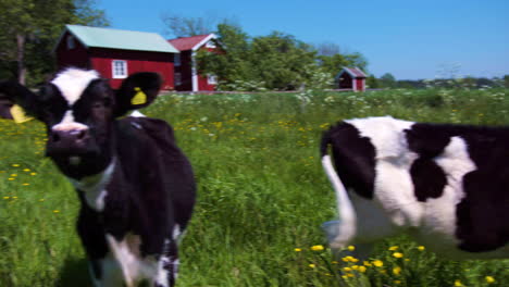 Three-young-classic-black-and-white-baby-milk-cows-stand-on-a-thriving-summer-meadow-with-yellow-flowers-eating-grass-with-a-fourth-curious-cow-curiously-looking-at-the-camera