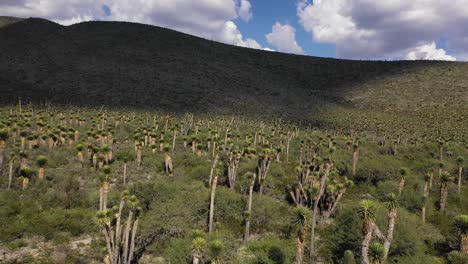 Hundreds-of-cactus-trees-in-Mexican-nature