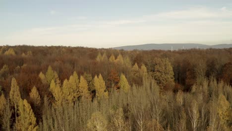 Drone-Volando-Entre-árboles-En-El-Parque-Nacional-De-Harz-En-Otoño-Con-Hojas-Rojas-Y-Naranjas-Cayendo-Al-Suelo,-Alemania,-Europa