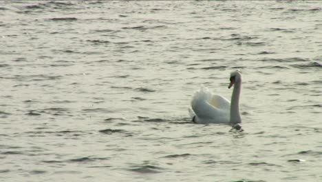 A-swan-swimming-on-Rutland-water,-largest-man-made-reservoir-in-Europe