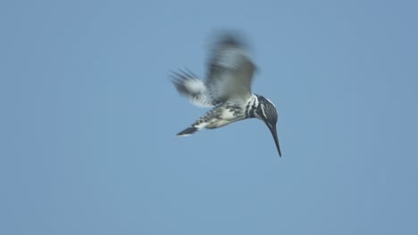 Pied-Kingfisher-hunting---hovering-in-slow-motion