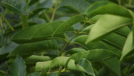 Tree-leaves-with-background-blur-depth-of-field,-slow-tranquil-moving-meditation-green-emerald-background