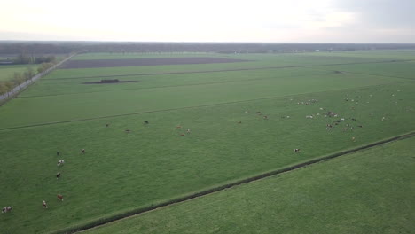 Aerial-drone-shot-of-cows-in-the-field-in-the-Netherlands