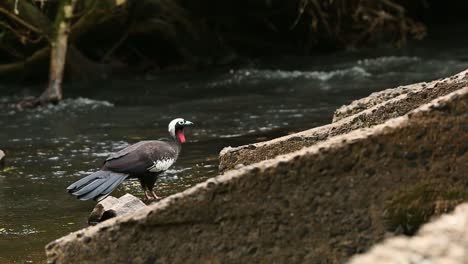 Black-fronted-Piping-guan-feeding-on-algae-in-a-river-in-the-subtropical-rainforest-of-Argentina