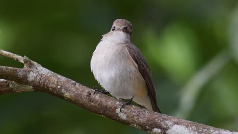 Asian-Brown-Flycather,-Muscicapa-dauurica,-perched-on-a-branch,-turning-its-head-to-the-left-and-the-right,-and-wagging-its-tail-up-and-down