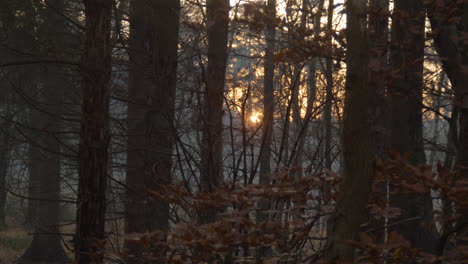 Low-orange-sun-shining-through-trees-in-winter