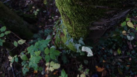 Waldbaumlandschaft-Mit-Moos-Umwickelt,-Filmische-Top-Down-Nahaufnahme-Makroansicht