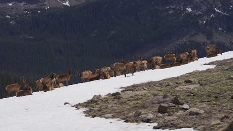 Slow-motion-wild-elk-in-the-snow