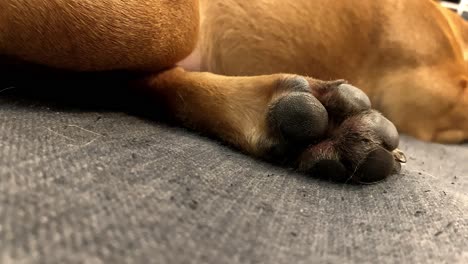 Close-up-on-the-dog's-paw,-small-dog-lying-on-the-couch-with-his-paw-stretched-out,-small-french-bulldog-laying-on-sofa